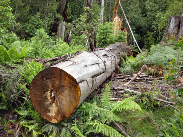 part of a fallen tree