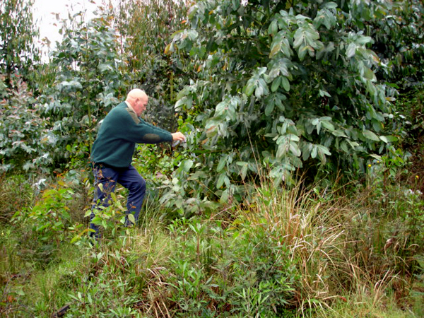 richard picking berries