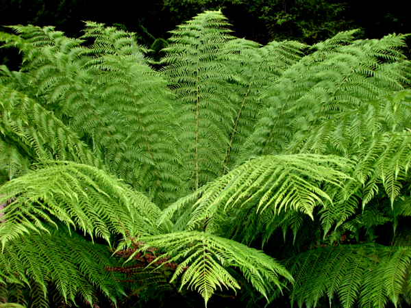 big ferns in Richmond