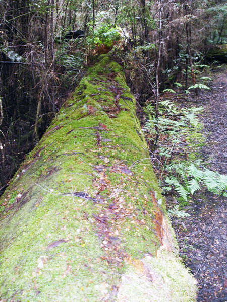 fallen tree