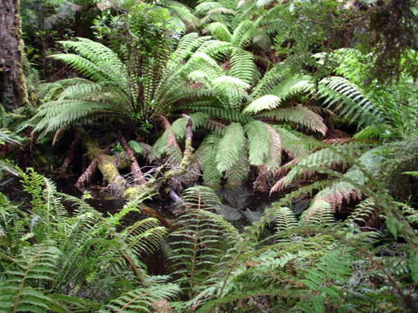 ferns