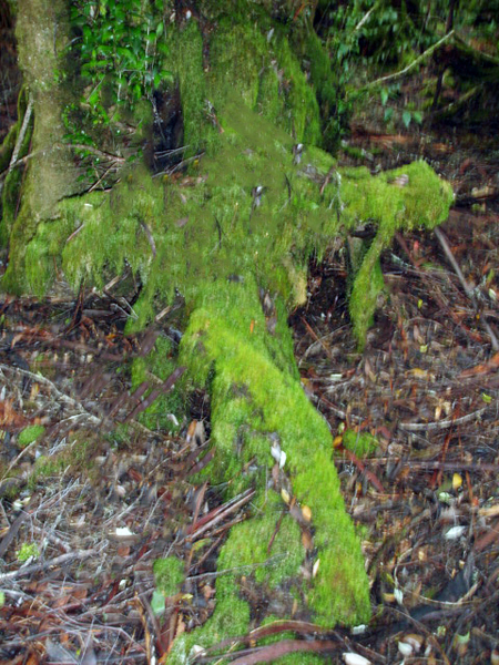 moss looking like a cross