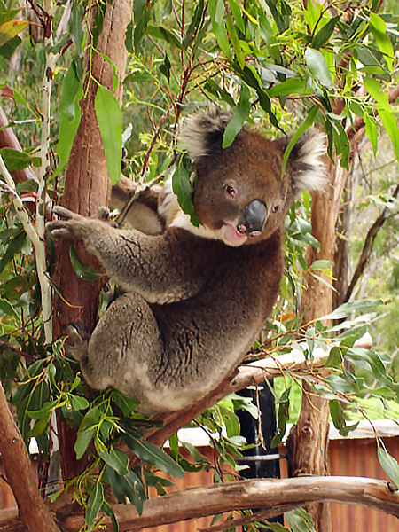 Koala