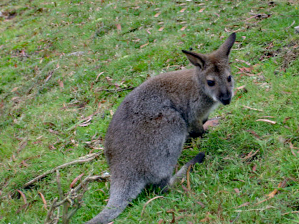 kangaro
