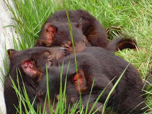 Tasmanian Devils
