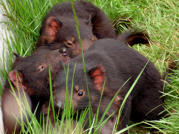 Tasmanian Devil