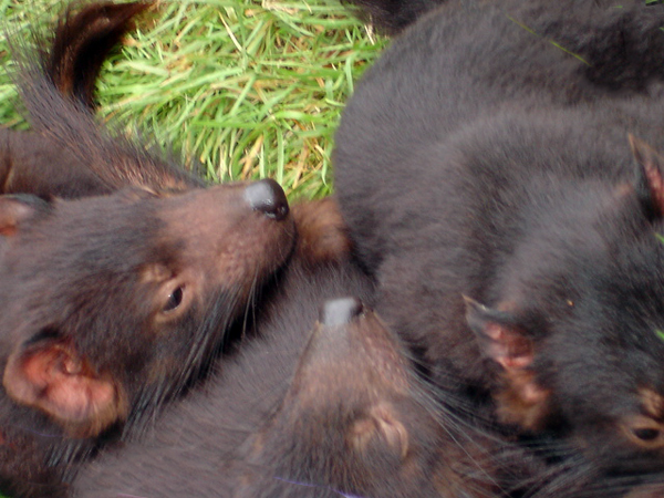 Tasmanian Devil