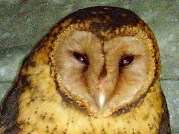 Tasmanian Masked Owl