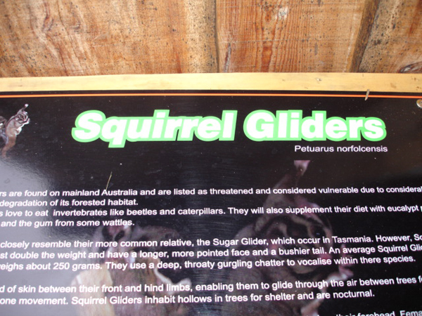 Squirrel Glider sign