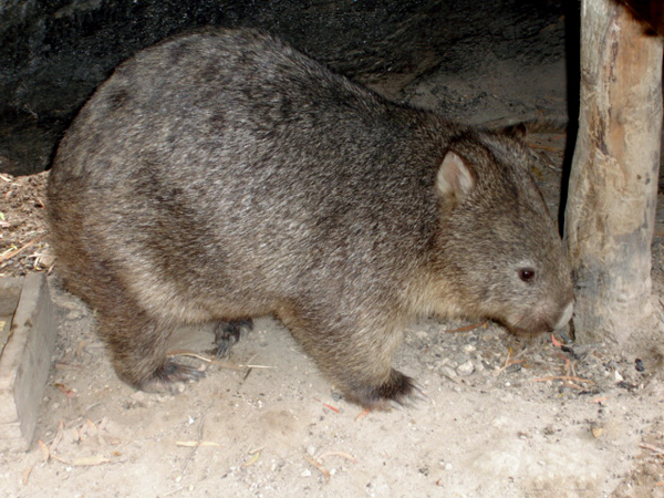 Wombat