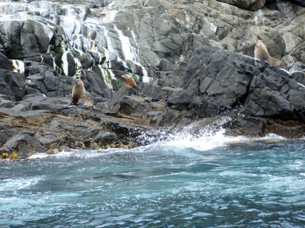 sea lions