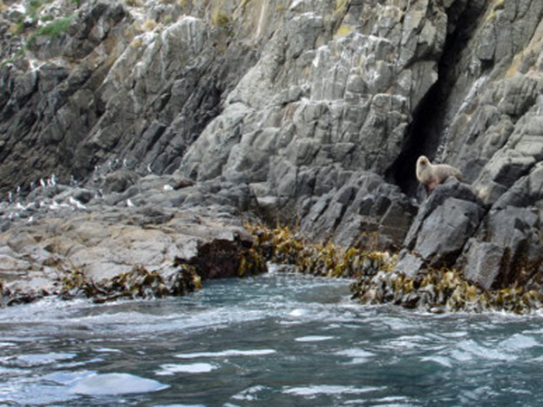 Bruny Island cliffs