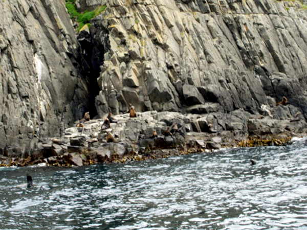 Bruny Island cliffs