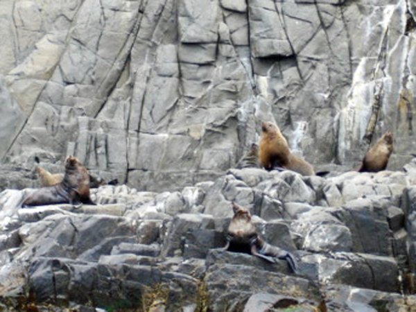 Bruny Island cliffs