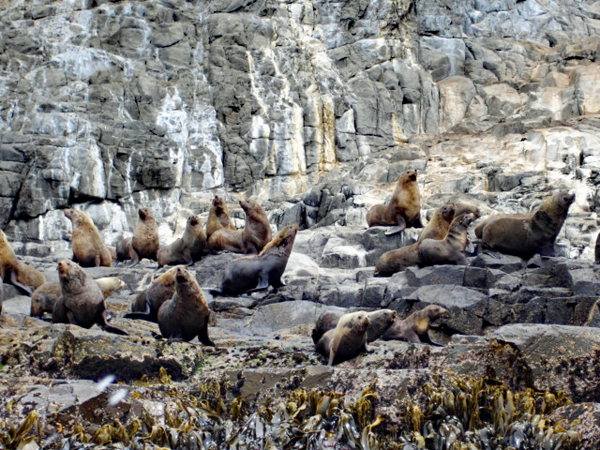 Bruny Island wildife