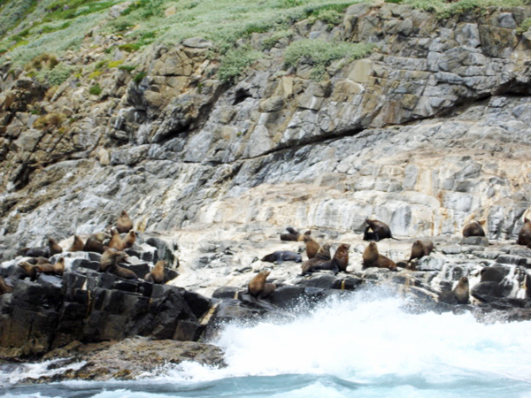 Bruny Island  wildife