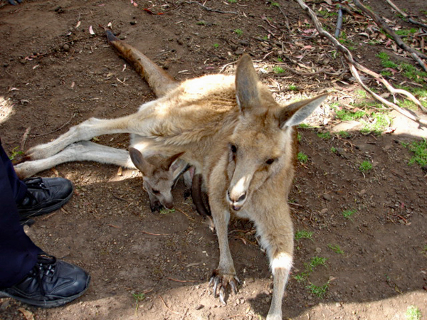 Kangaroo and joey