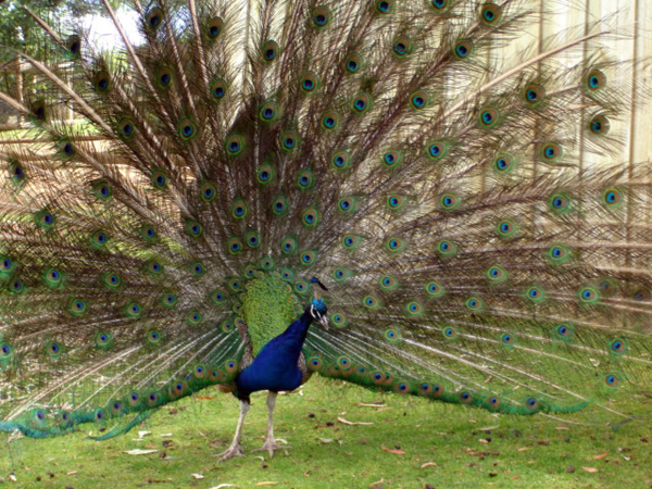 peacock