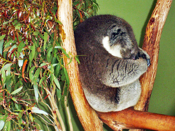 Koala