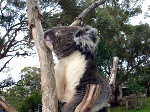 koala in tree