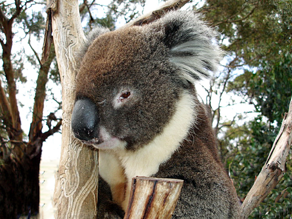 koala in tree