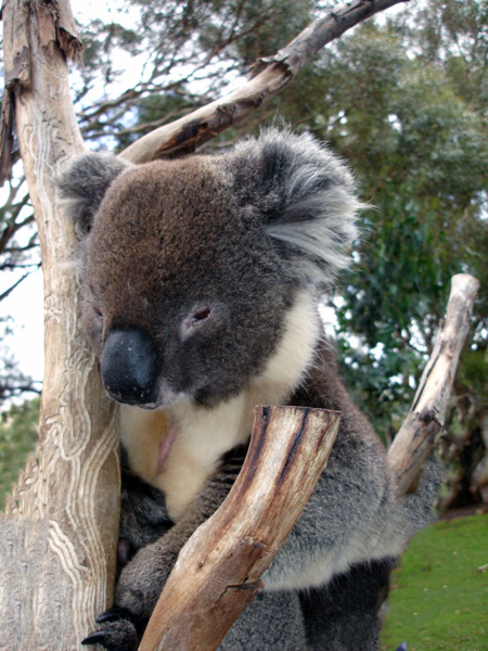 koala in tree