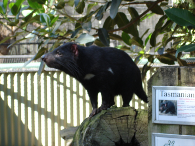 Tasmanian Devil