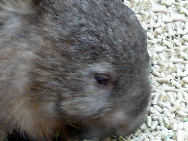 Featherdale Park cirtter