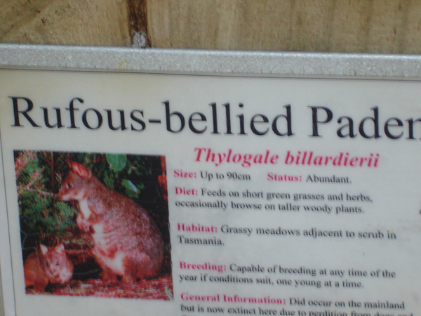 rufous-Bellied- Pader