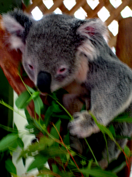 koala eating