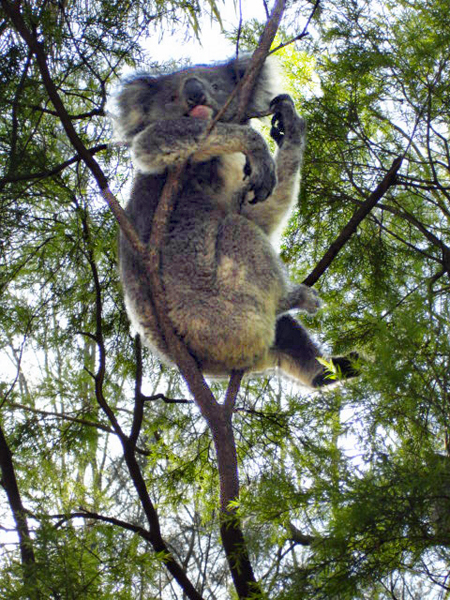 koala in tree