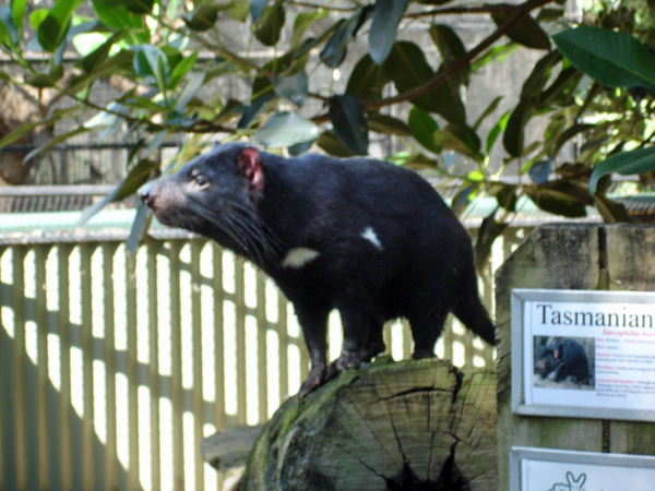 Tasmanian Devil