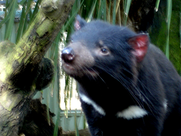 Tasmanian Devil
