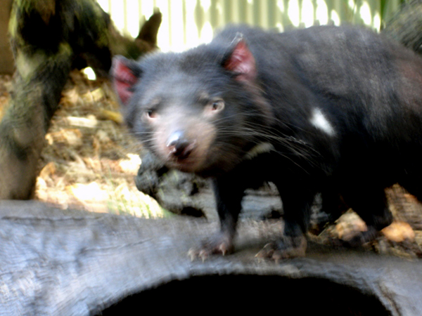 Tasmanian Devil