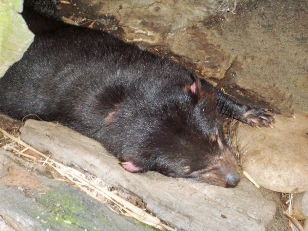 Tasmanian Devil