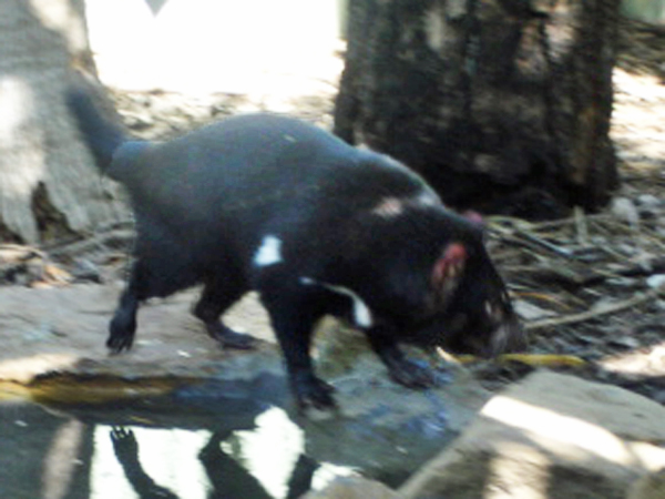 Tasmanian Devil