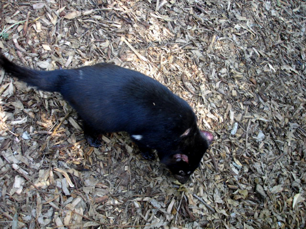 Tasmanian Devil