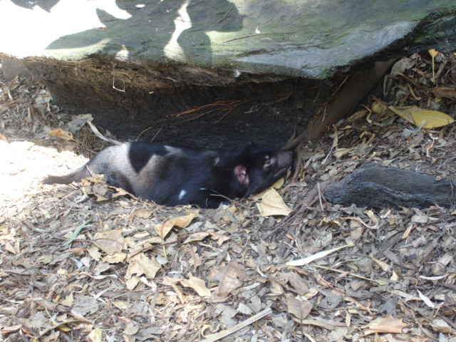 Tasmanian Devil