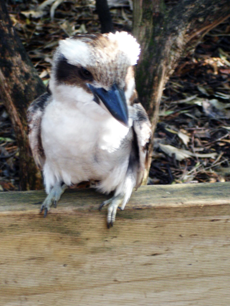 Bird IN FEATHERDALE PARK