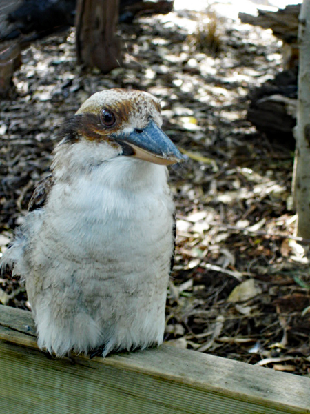 bird IN FEATHERDALE PARK