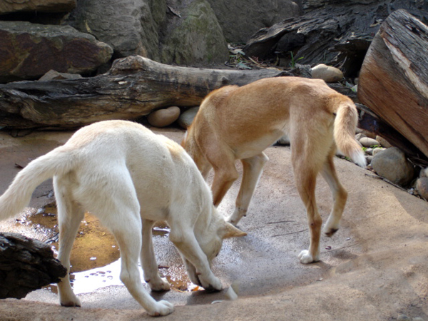 two dingos