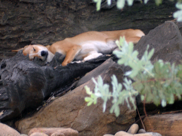 dingo sleeping