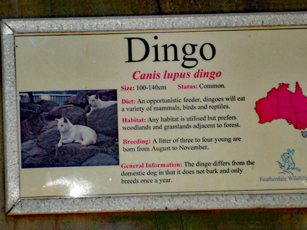 sign about a Dingo