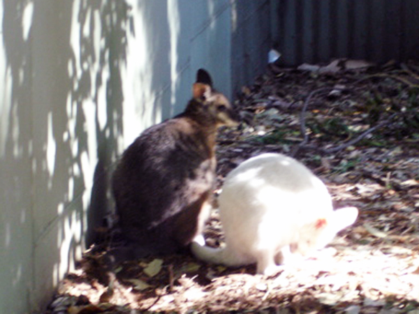 Wallaby and Kangaroo