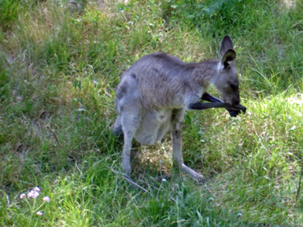 Kangaroo