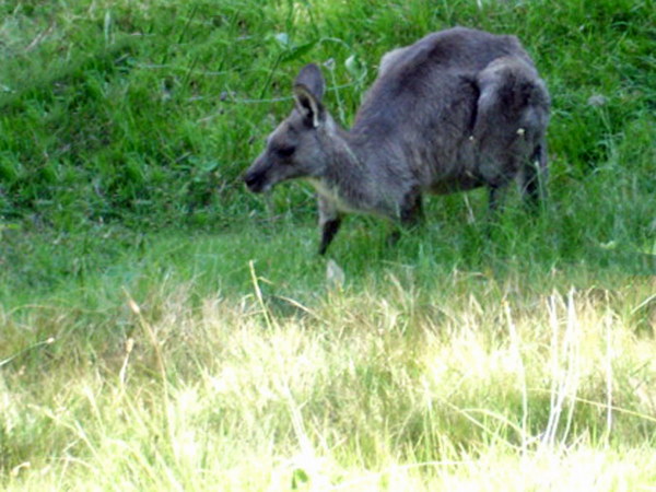 Kangaroo