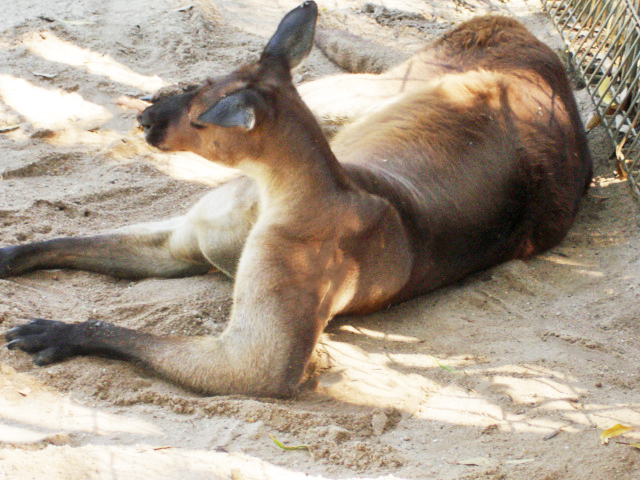 Kangaroo