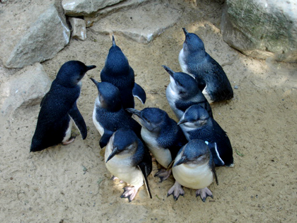 The Fairy Penguin