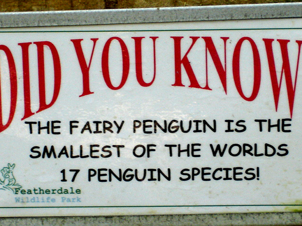 signabout The Fairy Penguin