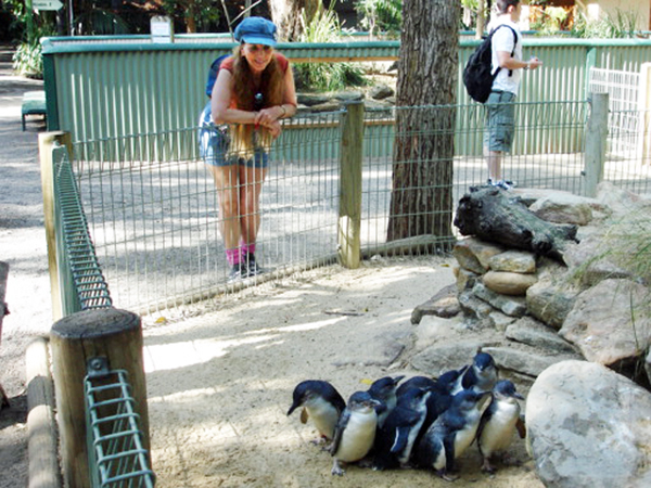 Karen Duquette and The Fairy Penguins